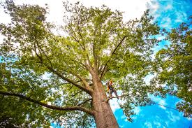 New Market, AL Tree Services Company